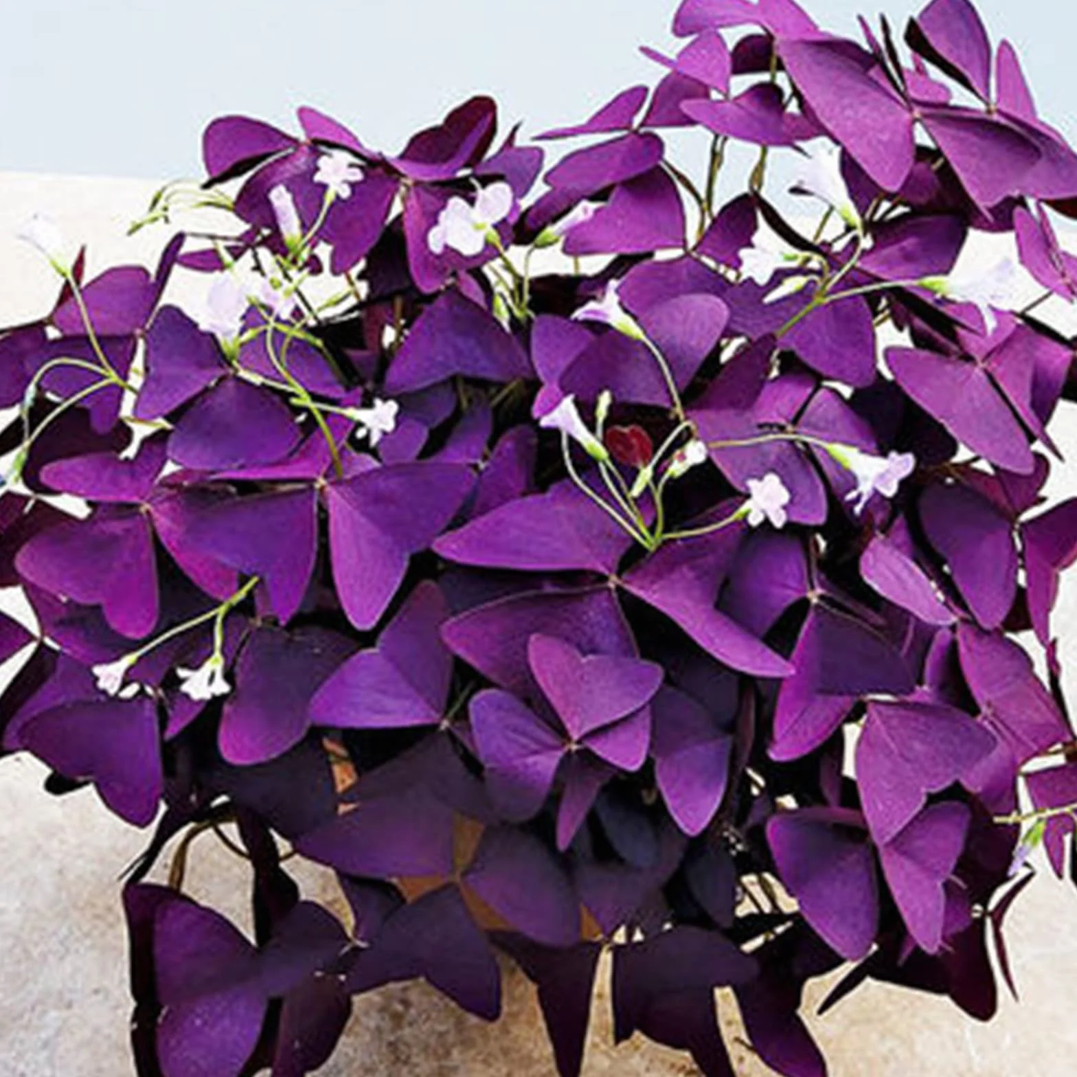 Oxalis -6 resistente al invierno, multicolor, alto rendimiento, fácil de cultivar