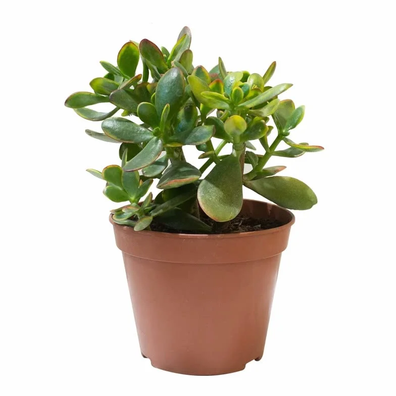 Verdecora Pack de Cactus y Suculentas | Plantas naturales vivas de interior en maceta Ø5cm | 10 Crasas