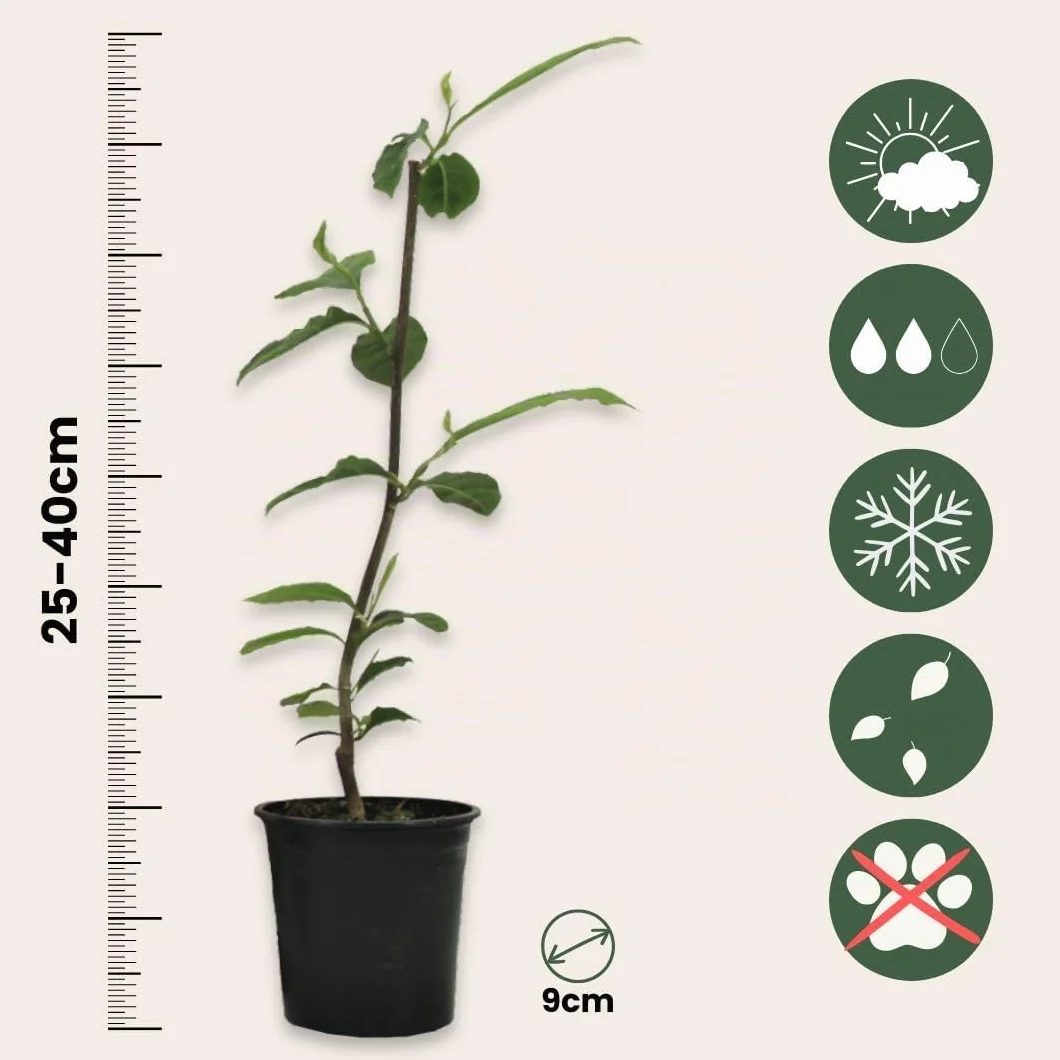Magnolia Susan Soulangeana Stellata Mix 3 Pack 9cm Pot 25-40cm