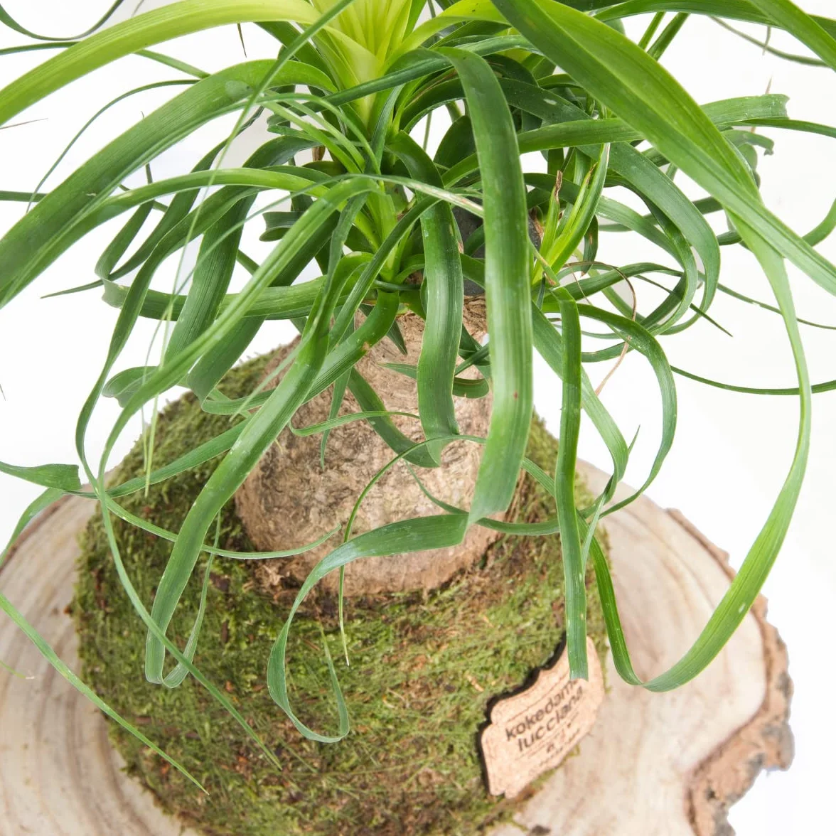 Kokedama Beaucarnea Natural Planta Interior Decoración Hogar