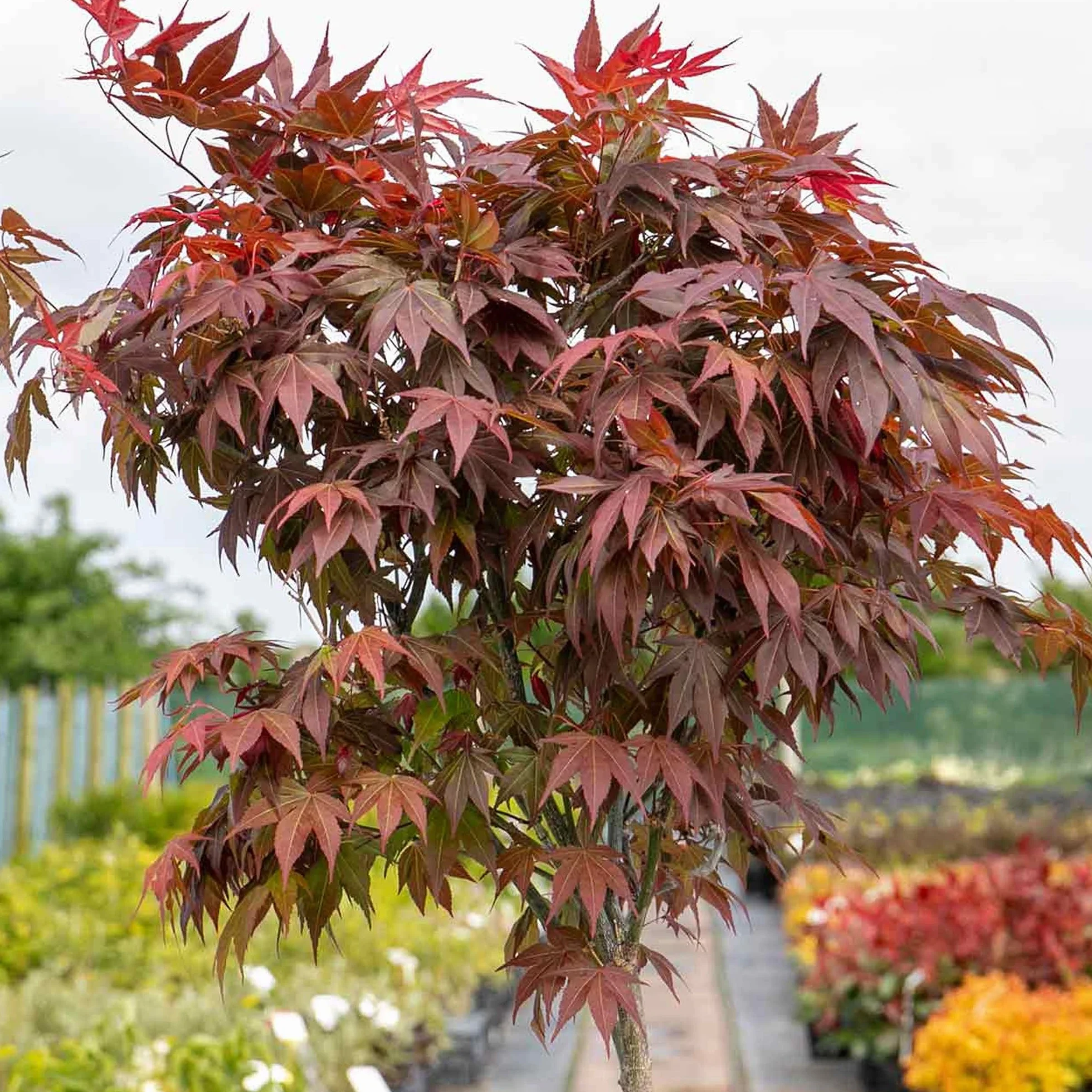 Acer 'Atropurpureum' Klon japoński purpurowy w donicy do ogrodu