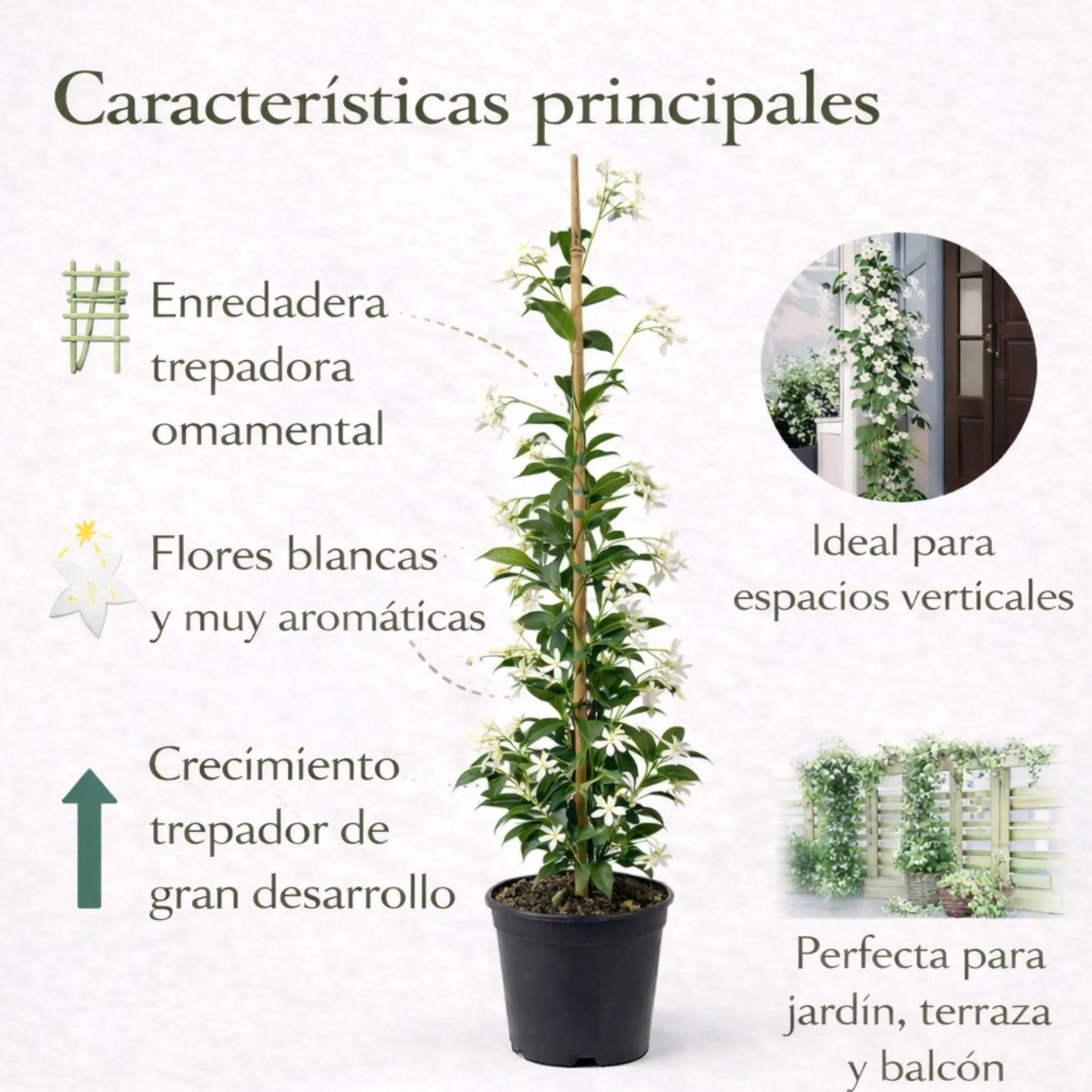 Jazmín Estrellado Planta Natural 120 cm Trachelospermum jasminoides Enredadera Exterior Flores Blancas Aromáticas