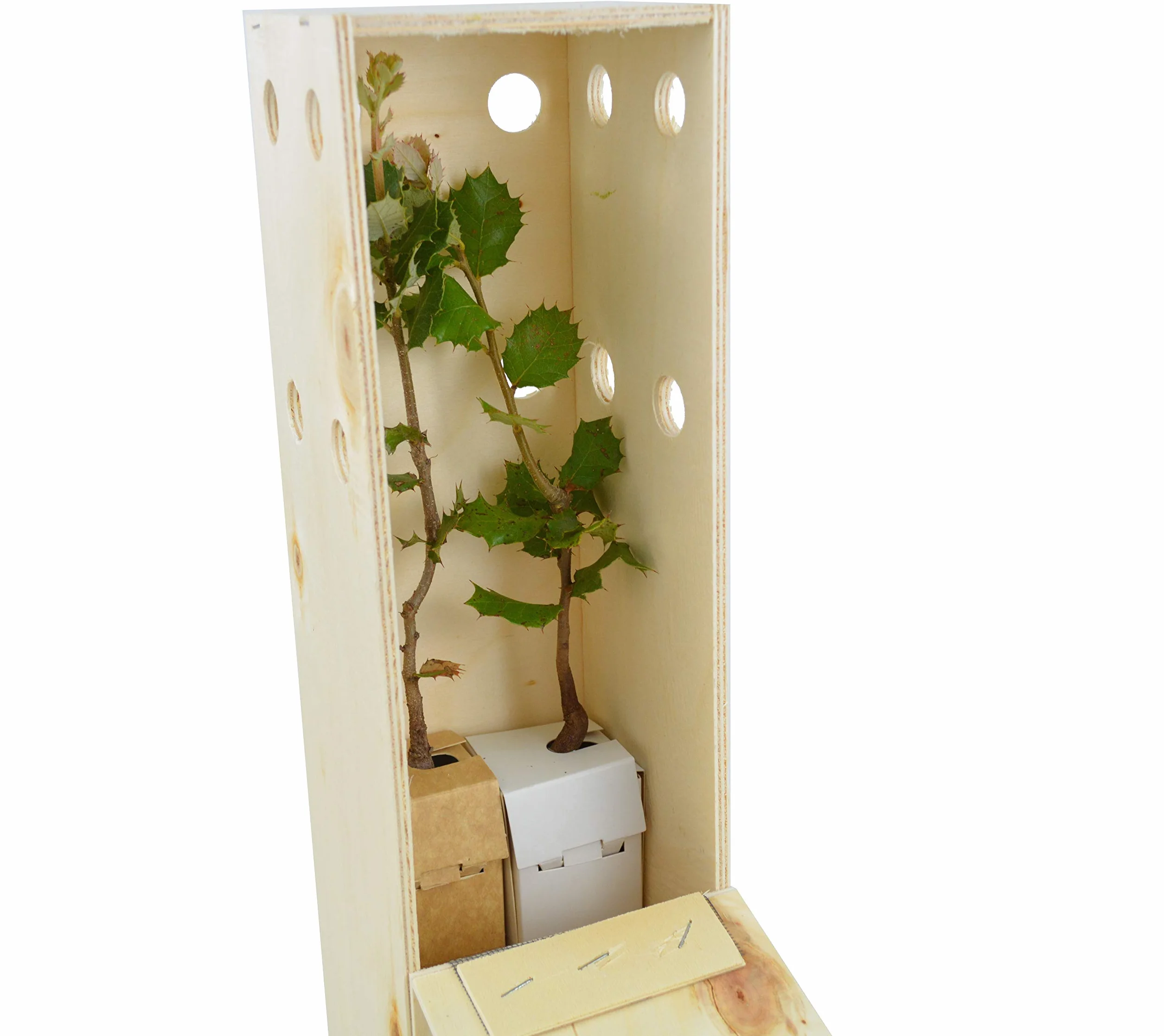 Encina árbol pequeño tamaño regalar