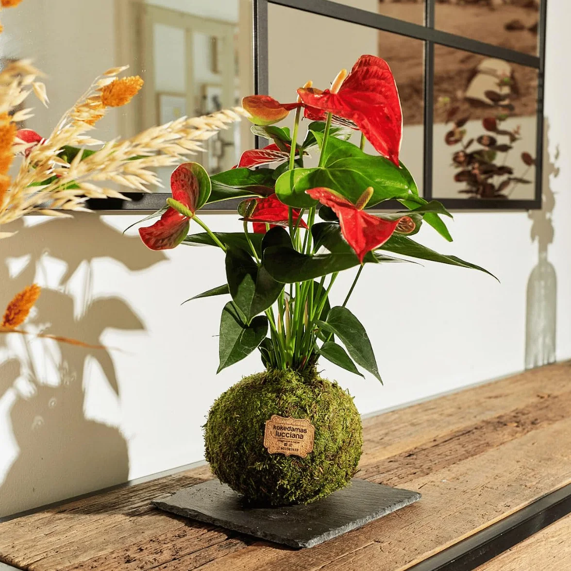 Kokedama Anturio Rojo Planta Natural Interior Decoración Hogar Fácil Cuidado