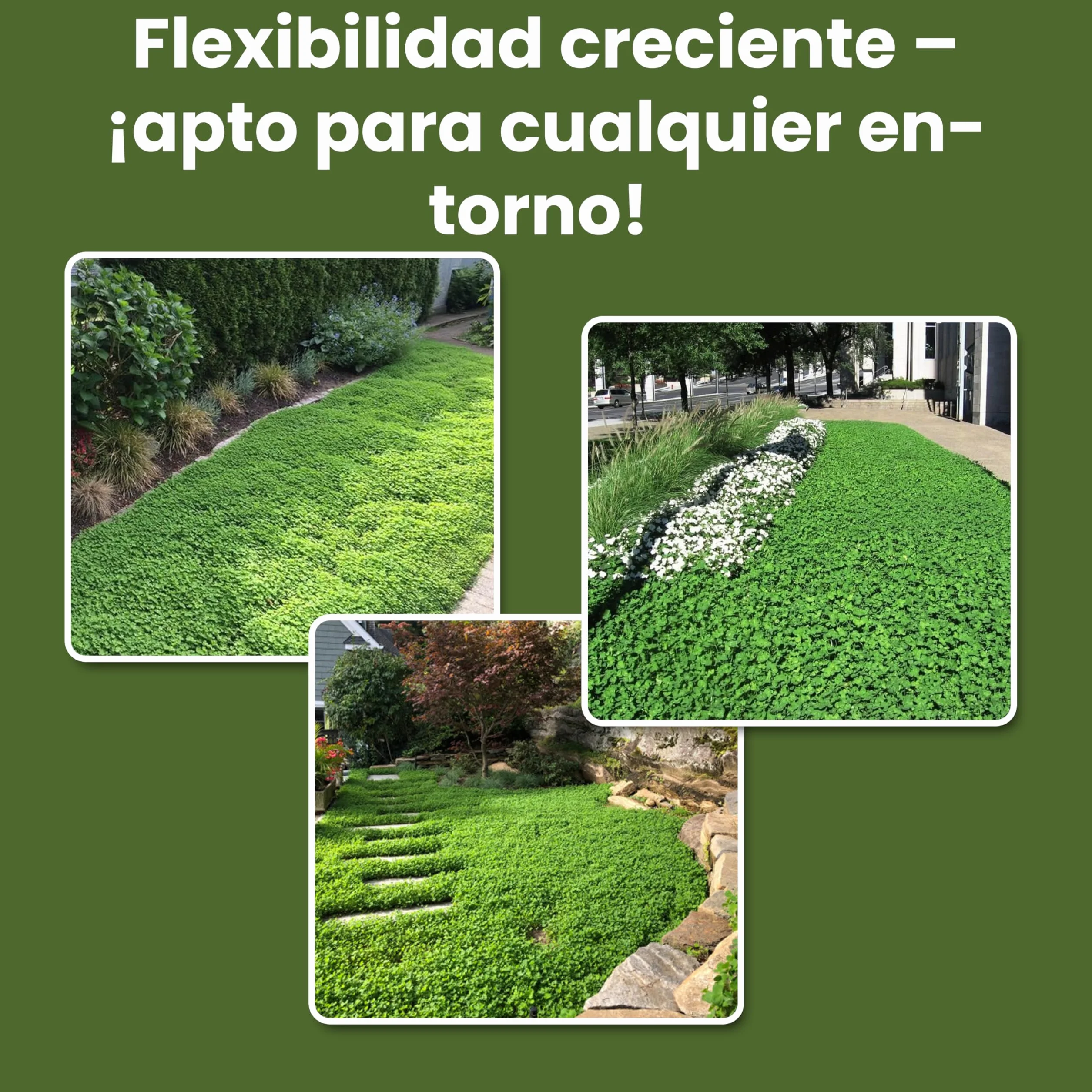 LERAVA Semillas Trebol Blanco Enano 200g 50m² Fija el Nitrógeno Mejora la Fertilidad del Suelo