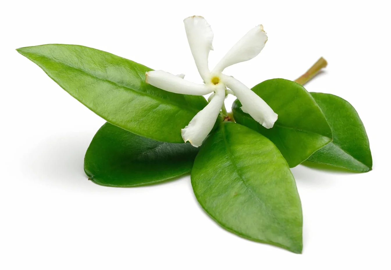 Jazmín Estrella - Jazmin Chino o Chile - Falso jazmín Planta natural con flor de exterior (Maceta 3 Litros)