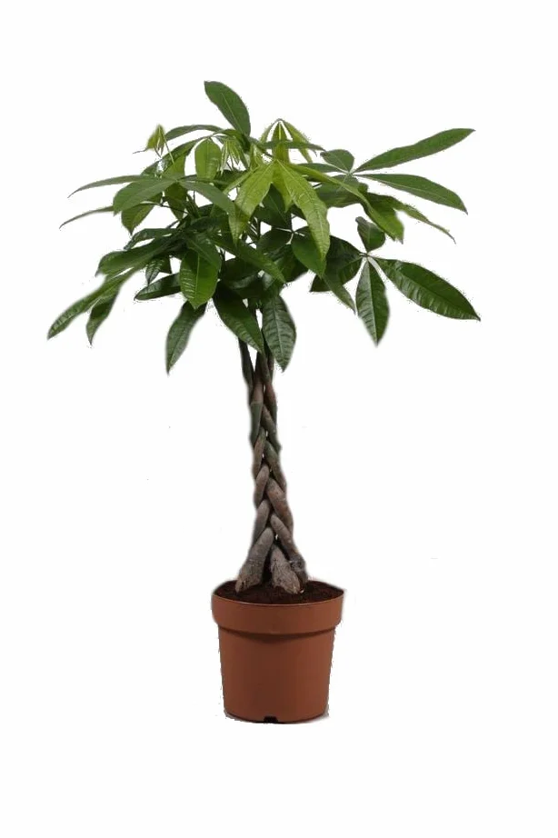 Pachira Aquatica Natural Árbol Tropical