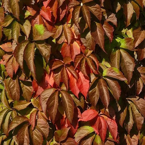 Parthenocissus quinquefolia 'Engelmannii' Roja resistente Maceta 1,5 litros