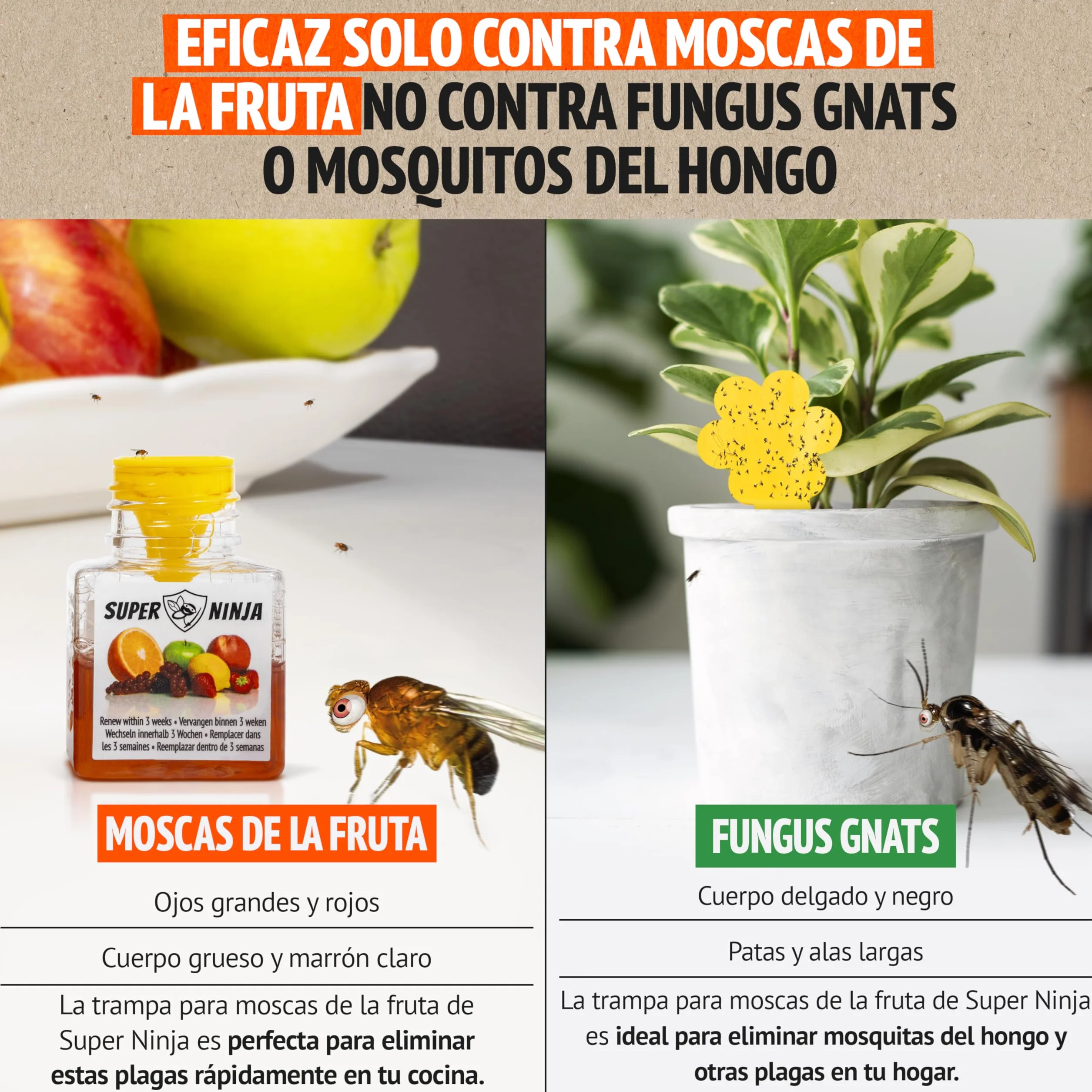 Trampas para Moscas de la Fruta Pack 2, Trampa para Moscas Interior Hogar Cocina, Cebo Líquido Eficaz 3 Semanas