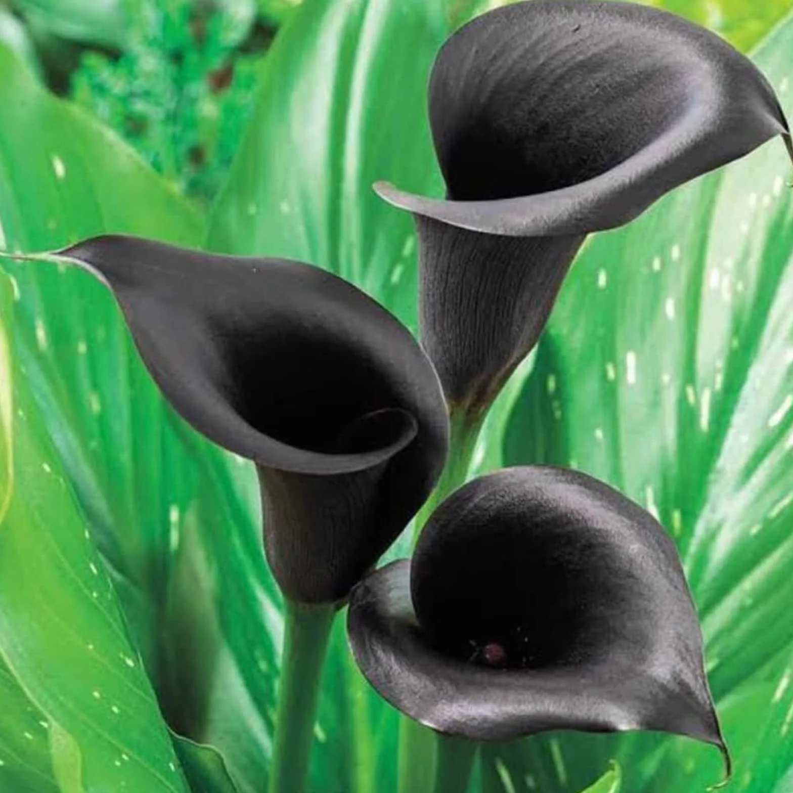 Bulbos Calas Gigantes Zantedeschia Aethiopica De Colores - 8 Sztuk