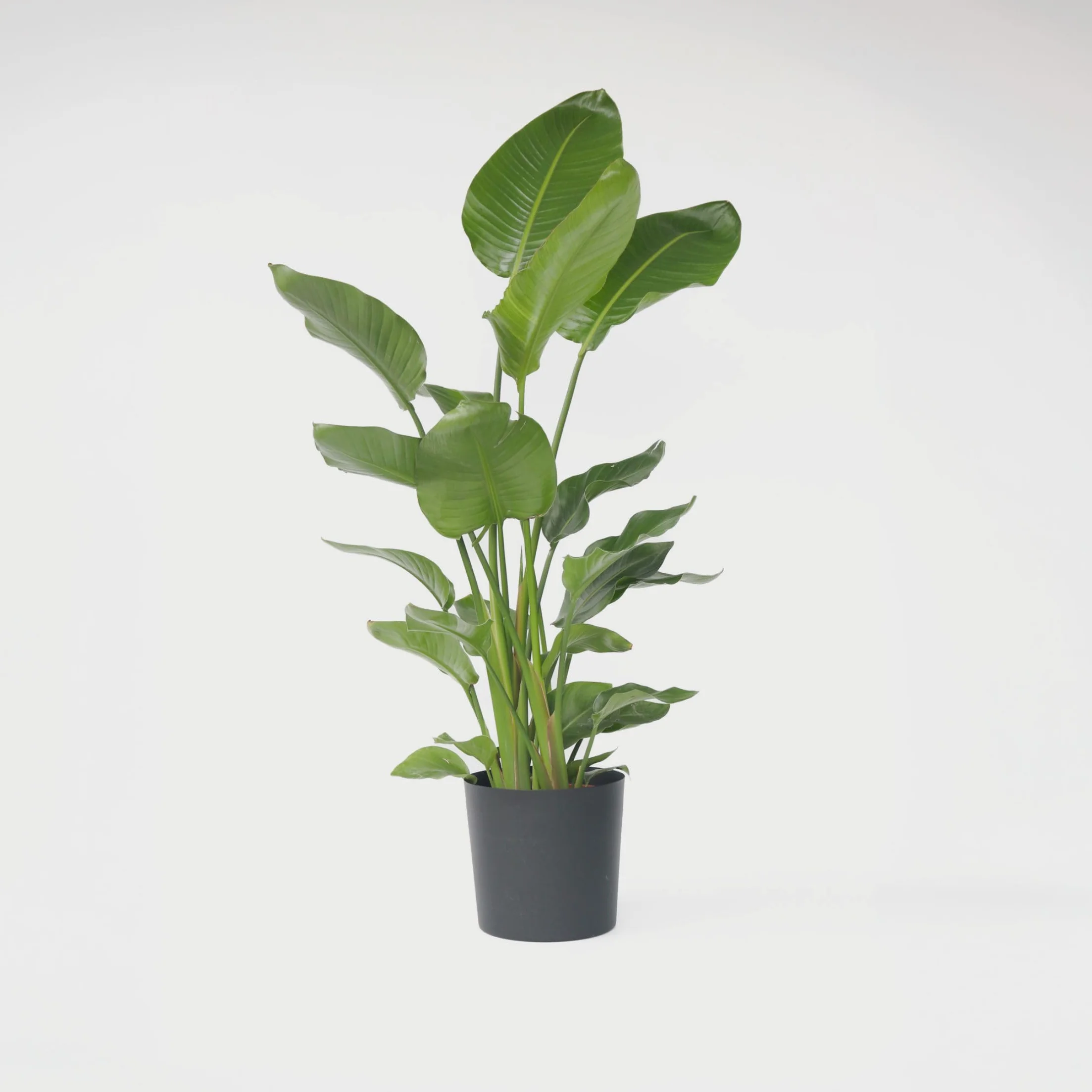 Strelitzia Nicolai XXL Planta de interior 150-170cm Maceta 28cm