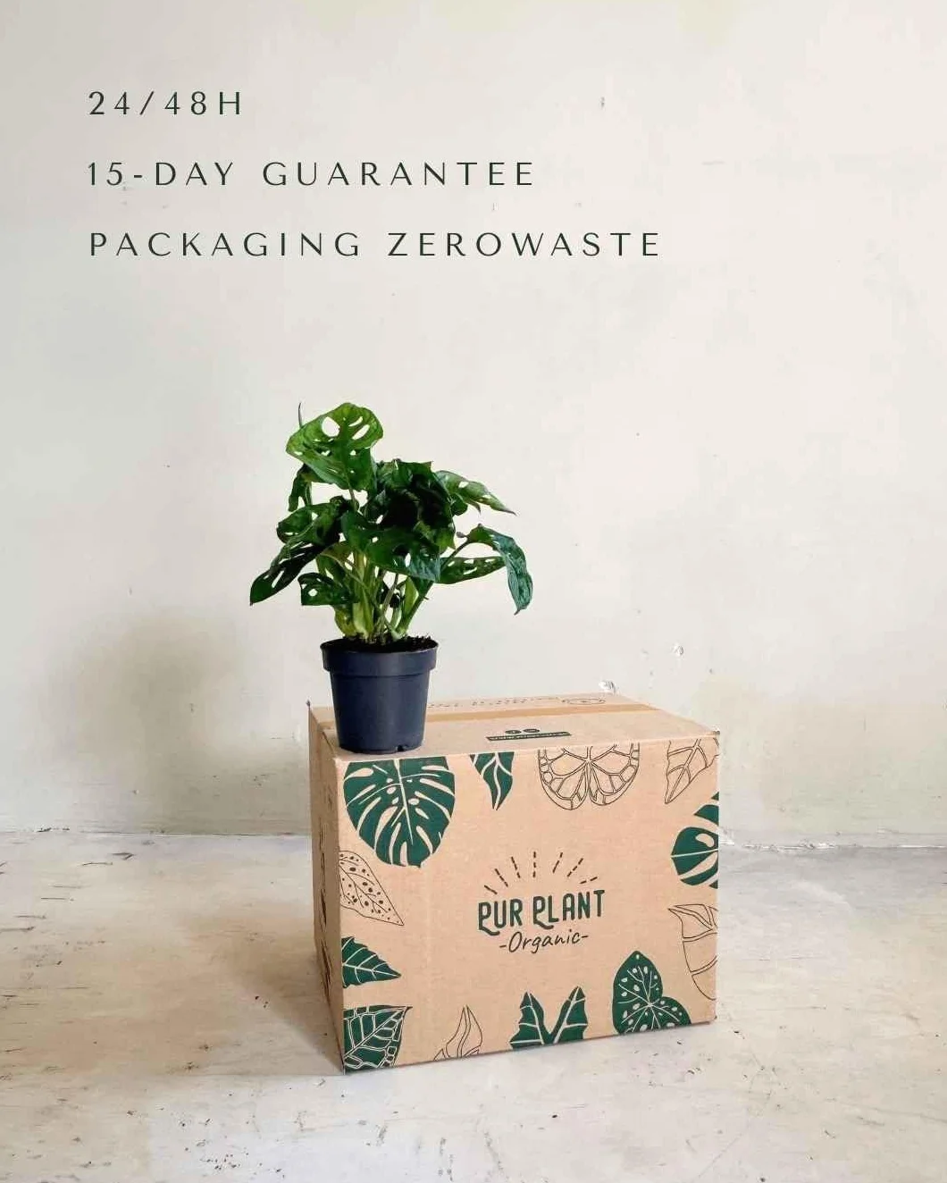 Monstera adansonii PUR PLANT Planta natural interior Maceta Ø12 cm Monkey Leaf