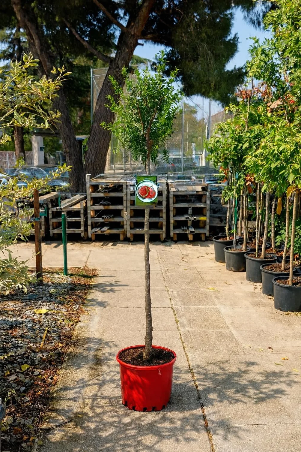 Granado Mollar – Punica granatum | Árbol frutal en maceta 10 L | Altura mínima 140 cm