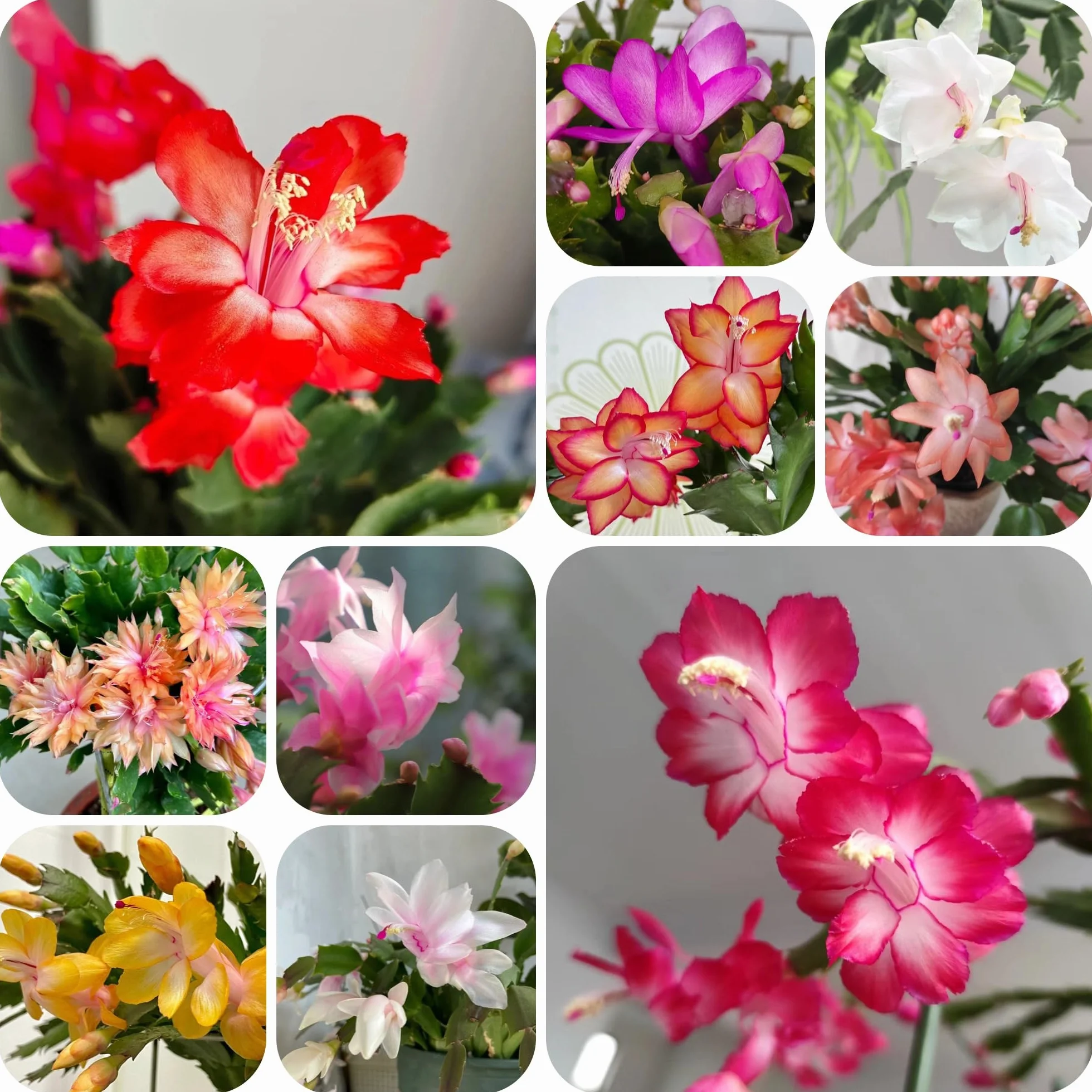 Schlumbergera Cactus de Navidad semillas 300szt suculentas decoración