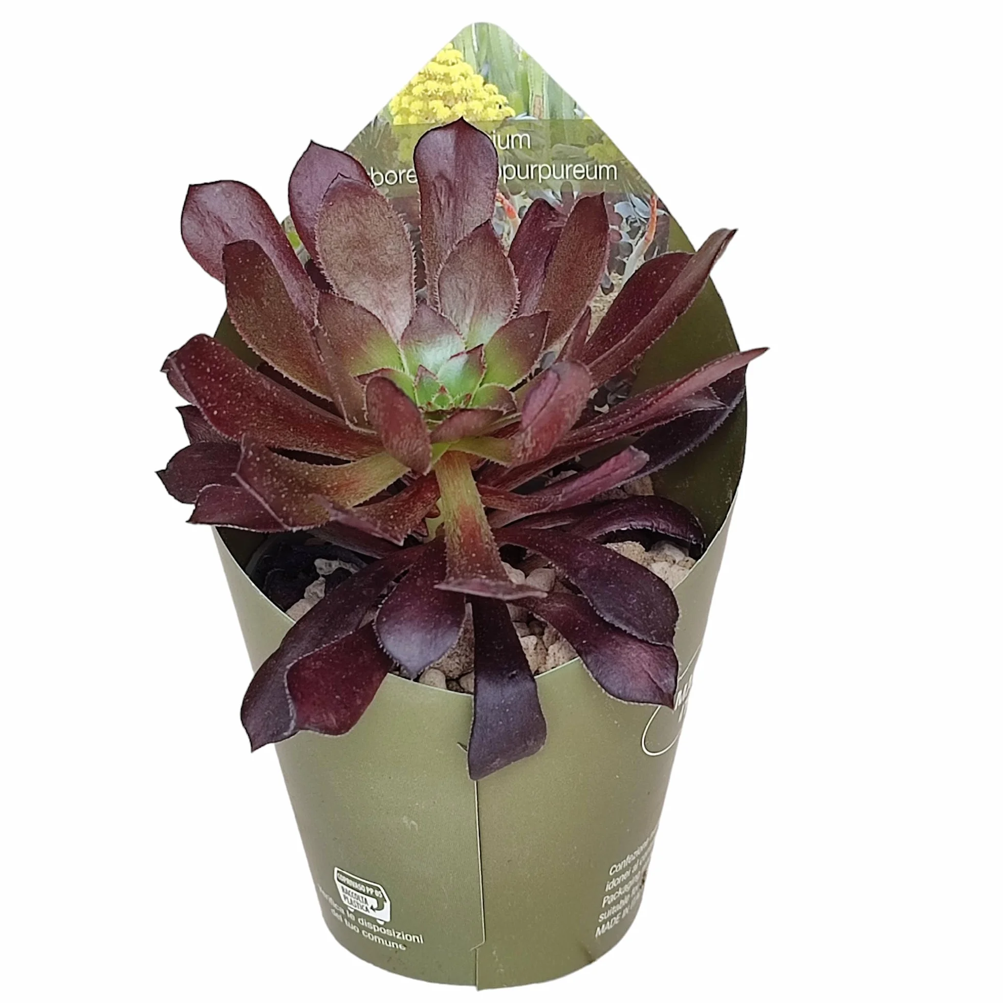 Exotenherz Aeonium arboreum atropurpureum – Rosetón de hoja gruesa – Rarity – Maceta 6,5 cm – 15 cm