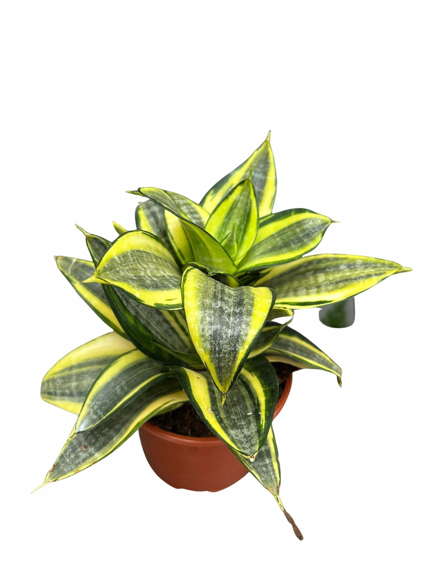 Sansevieria Golden Hahnii Planta Natural Mini 3 Macetas 8 cm Lengua de Suegra Enana Purificadora Aire Fácil Cuidar