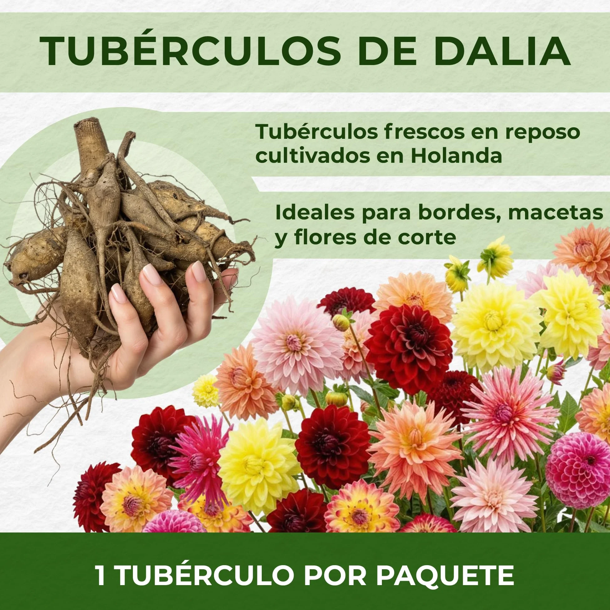 Dalias Bulbos Gigantes Cactus Naranjas - 5 Bulbos de Flores Exterior - Plantas Naturales de Holanda - Decoracion Jardin