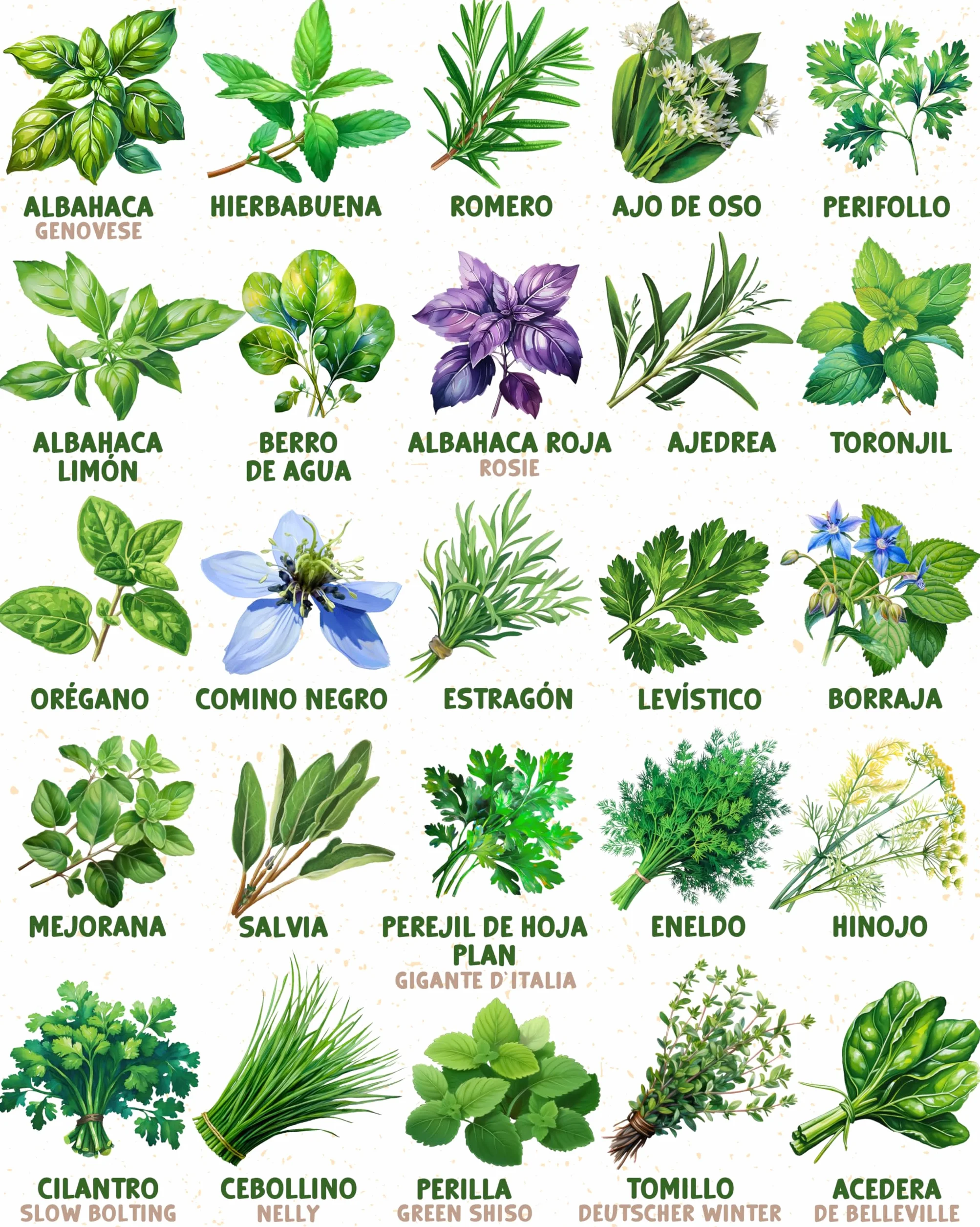 Set de semillas de hierbas aromáticas eco 25 variedades ZenGreens®