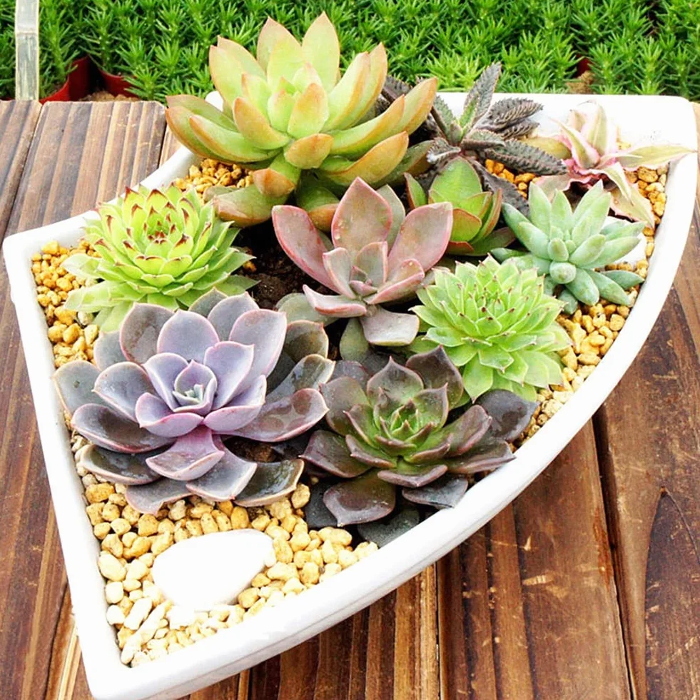 Haloppe 100 Unids Semillas de Plantas Suculentas Mixtas Lithops para Jardín