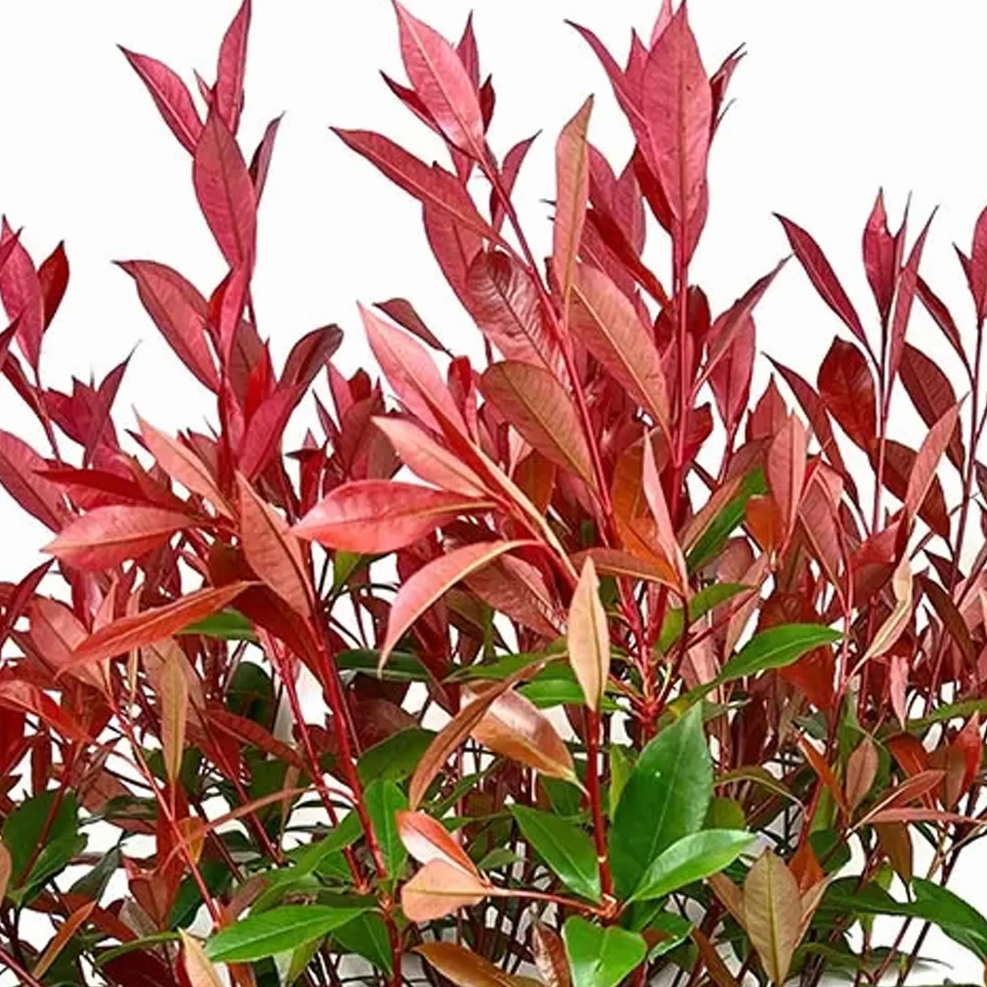 Photinia Carre Rouge Árboles Ornamentales en Maceta para Jardines