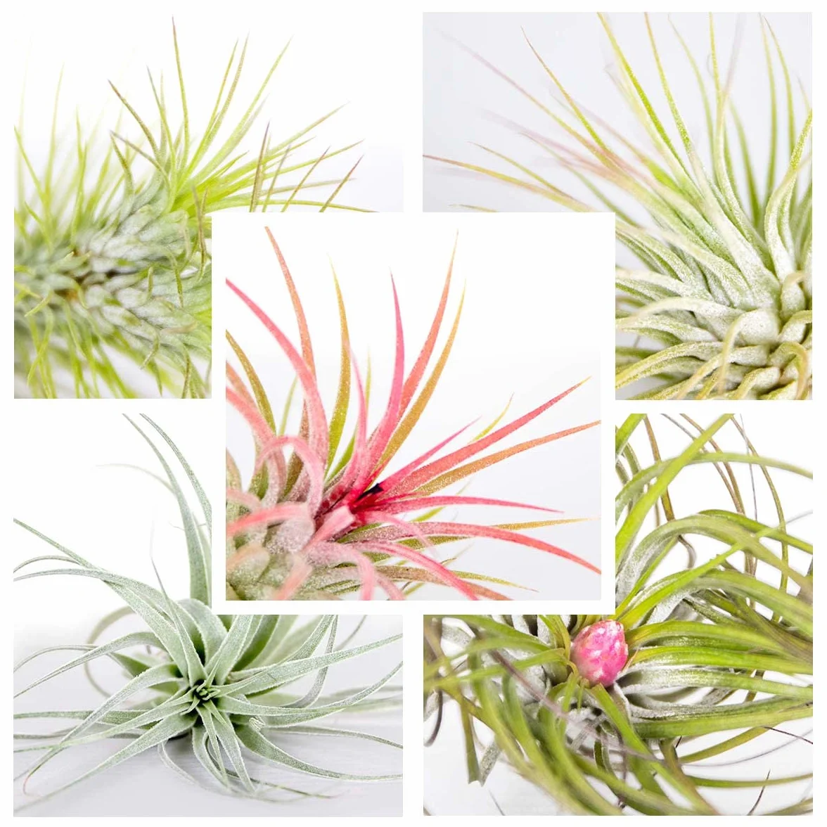 Bloomique Mix de 5 Tillandsia Plantas de aire interior 5-15 cm