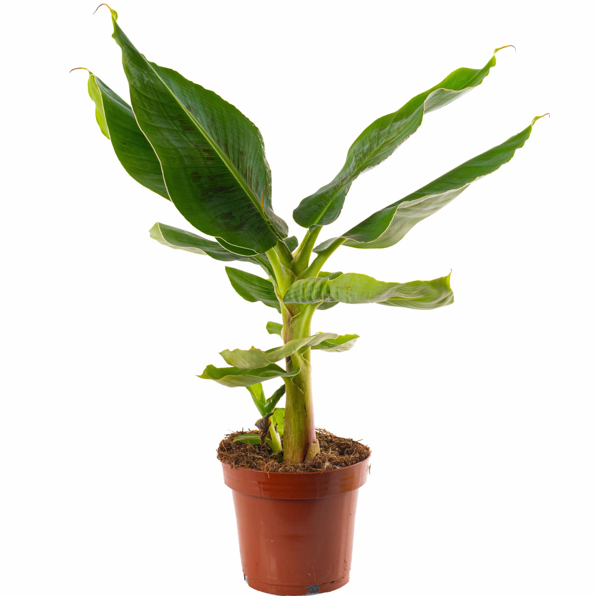 Musa Basjoo Árbol de plátano resistente para jardín maceta 12cm
