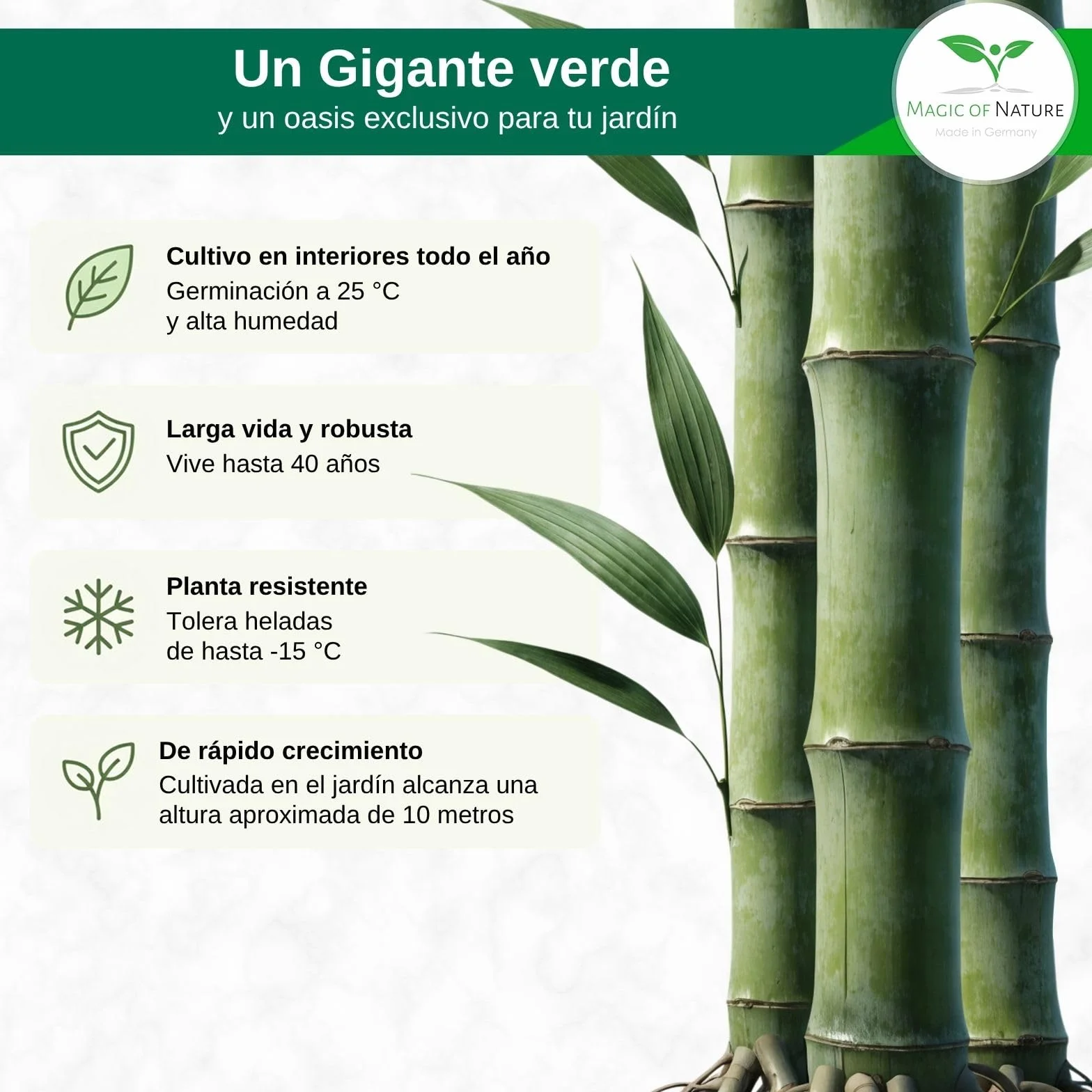 Semillas de Bambú Gigante Magic of Nature (60 uds.) Crecimiento Rápido para Jardín
