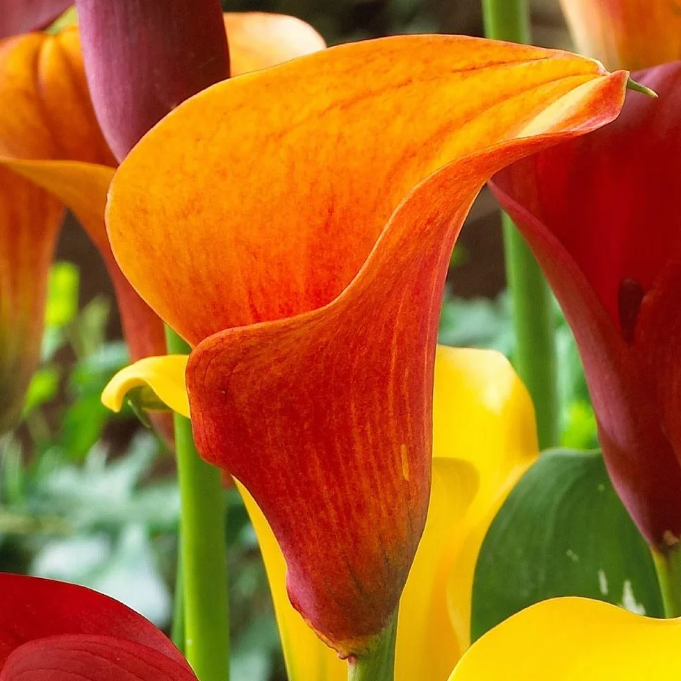 Bulbo Calla Lirio de Agua Firelight - Cala Flor Jarro - 1 UD