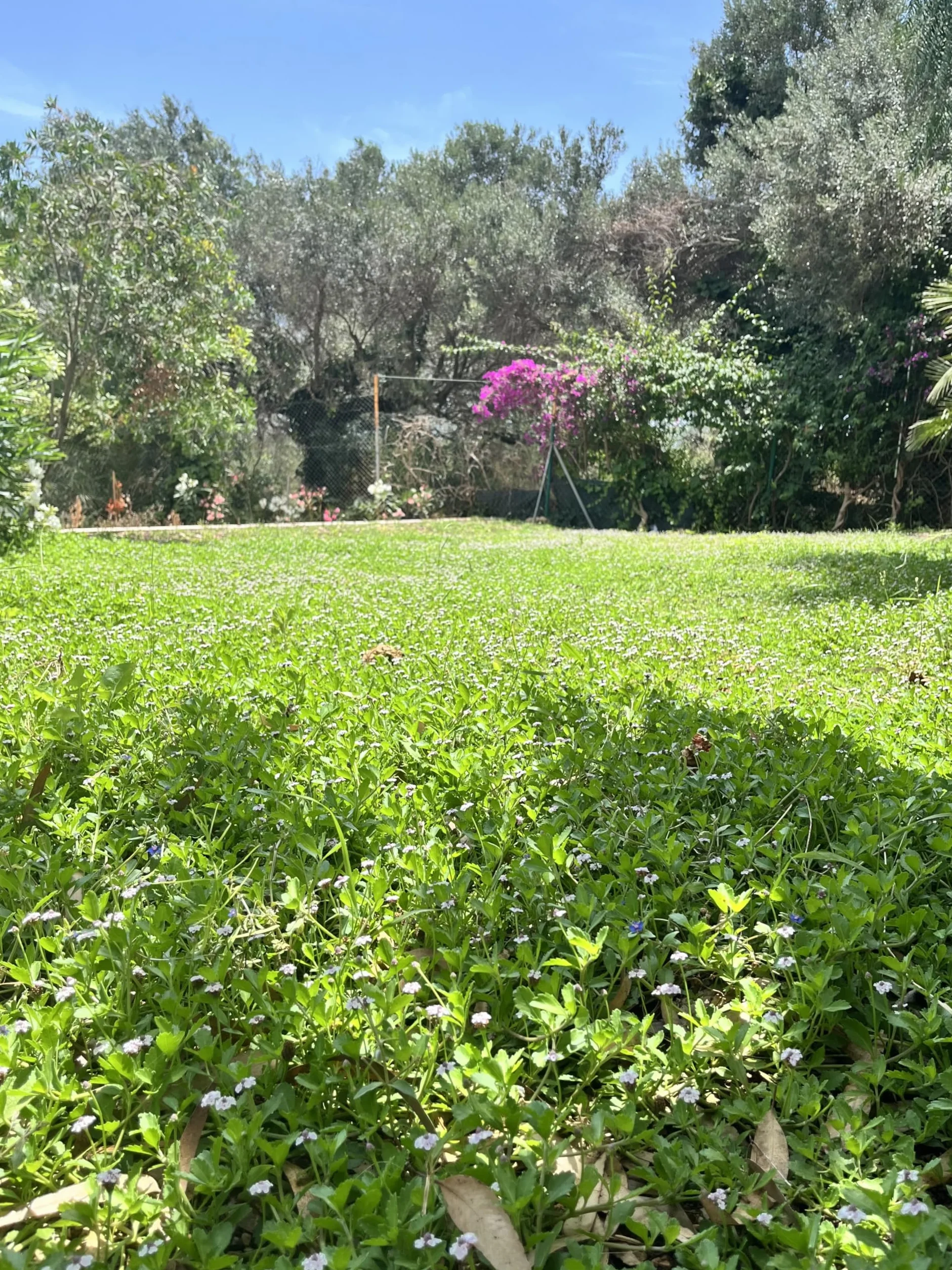 Lippia nodiflora Cubresuelos 5 m² Césped Alternativo Bajo Mantenimiento Planta Rastrera Tolerante Sequía Crecimiento Rápido