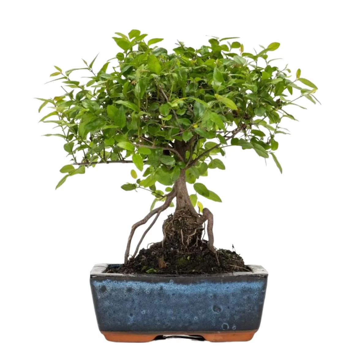 Verdecora Bonsai 5 años Sageretia w doniczce ceramicznej 15x10x5cm