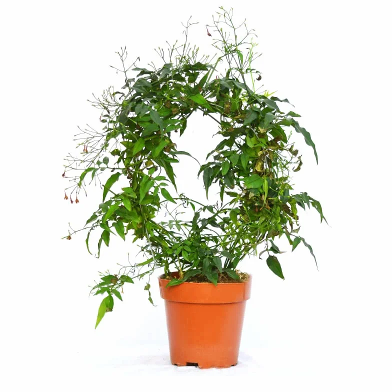 Jazmín Jasminum Officinale Planta Aromática Natural