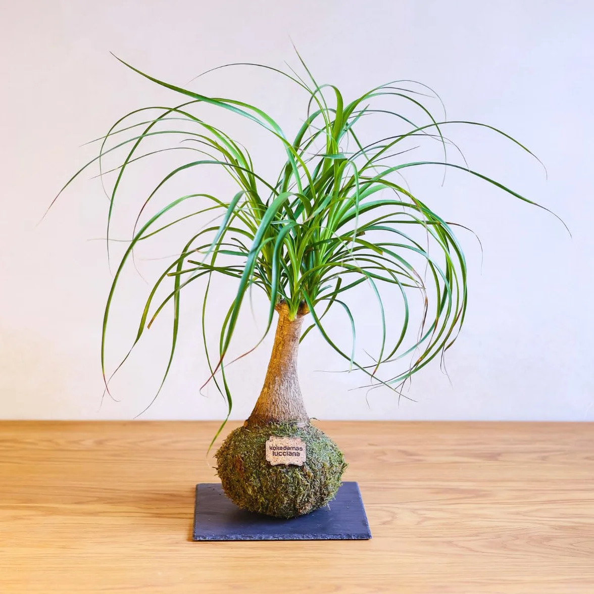 Kokedama Beaucarnea Natural Planta Interior Decoración Hogar