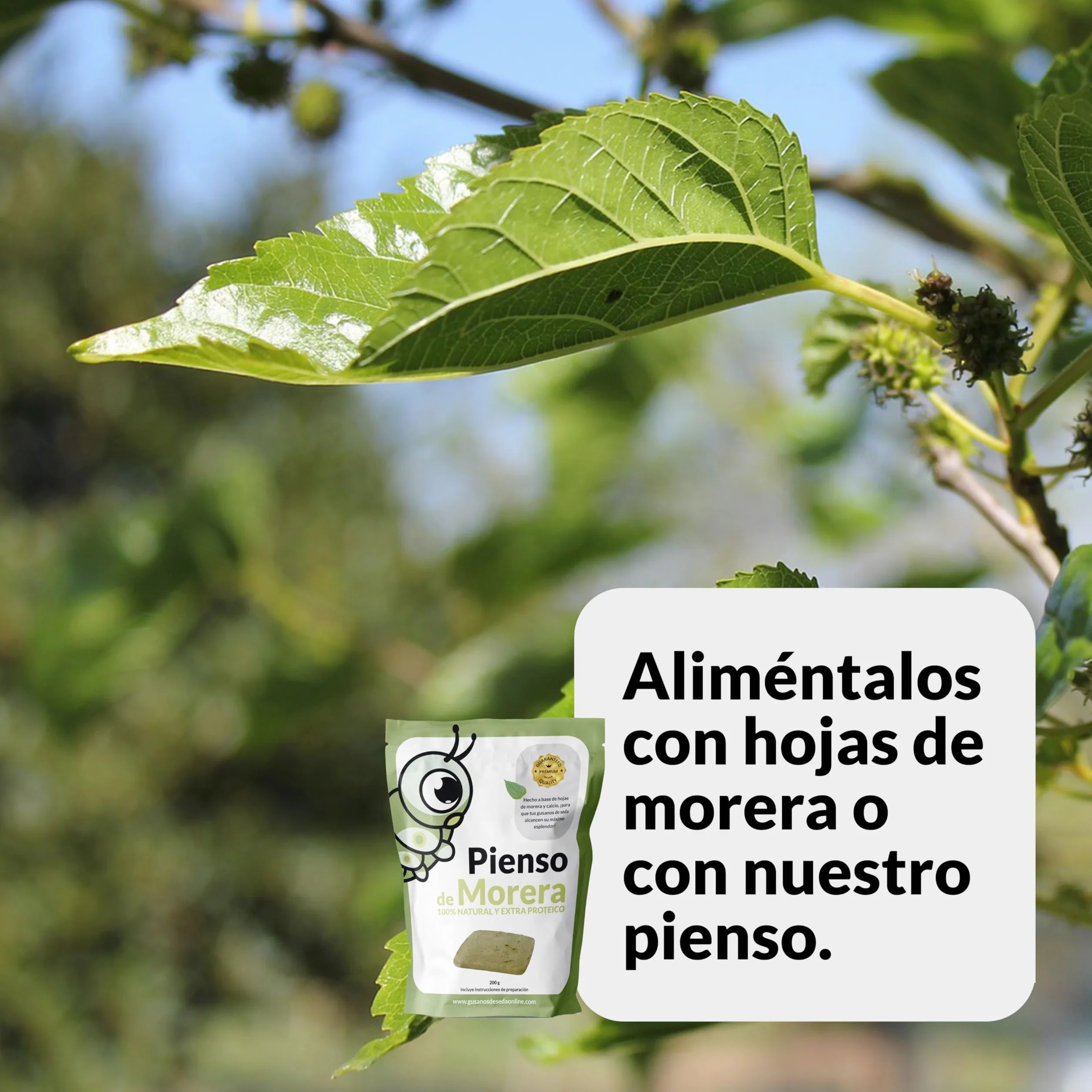 Gusanos de Seda Raza Mix 100 Huevos Eclosionan 25 Días Capullos Naturales Color Blanco Rosa Temporada 2026