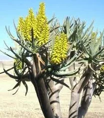 50 Semillas de Aloe Dichotoma Tree Amarillo