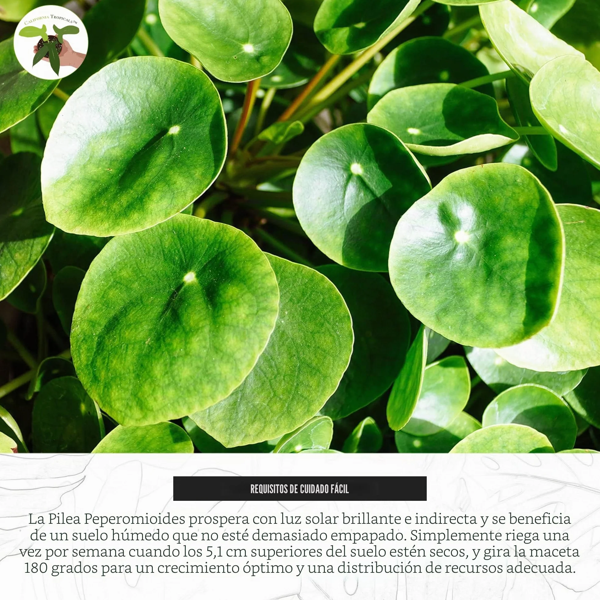 Pilea Peperomioides Planta China del Dinero Rara - Planta Viva de Interior Maceta 10cm