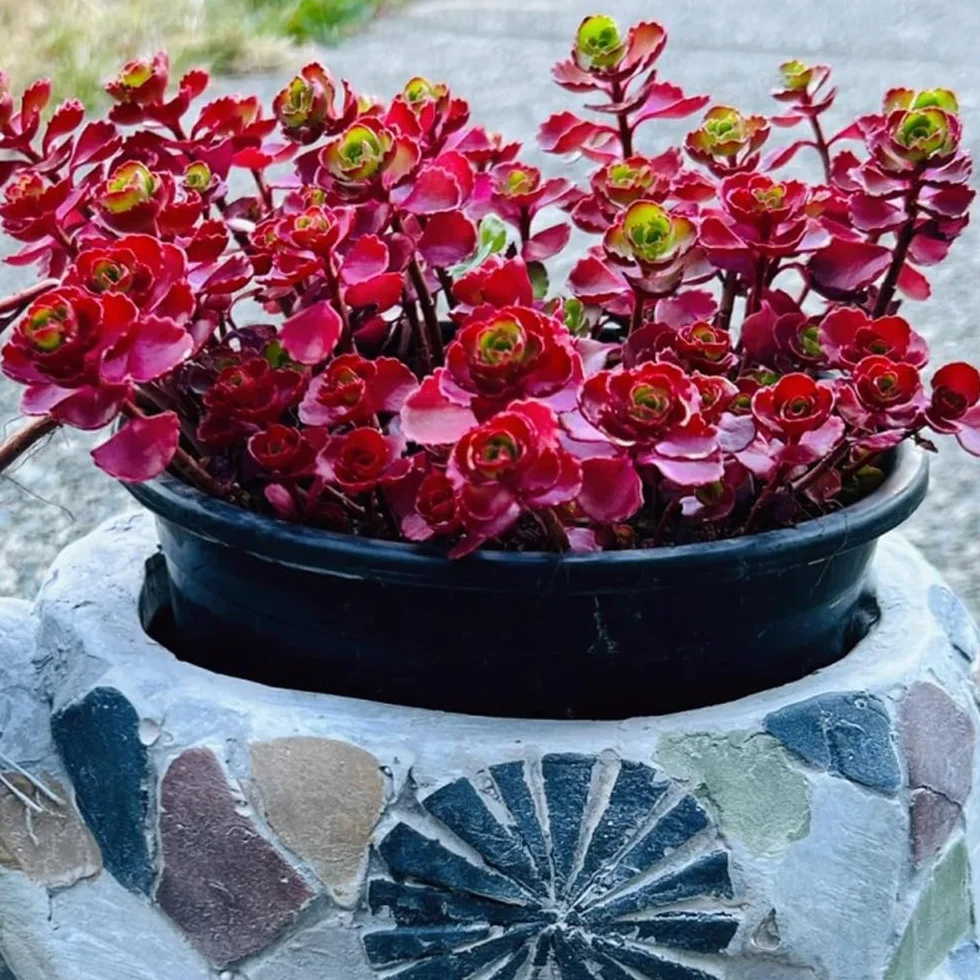 Suculentas Semillas de Rosa de Montaña 600pcs Decoración Jardín Exteriores Macetas Resistentes