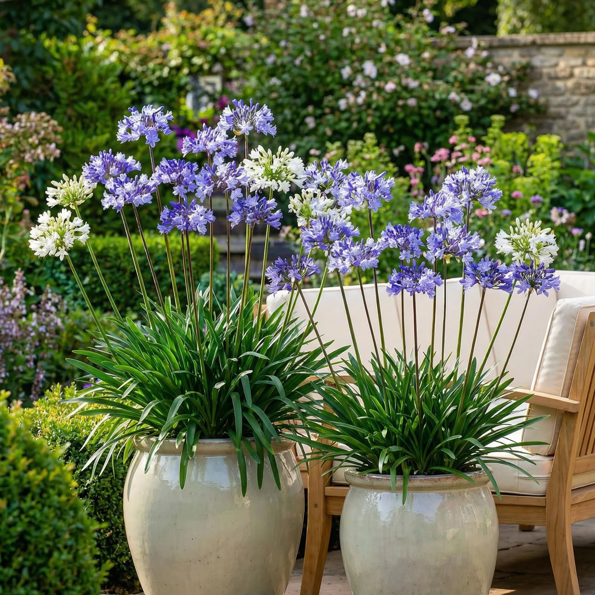 Agapanthus Africanus Azul y Blanco Torbellino - 4 Plantas - Plantas Naturales Exterior de Holanda - Resistentes - Decoracion Jardin y Balcón