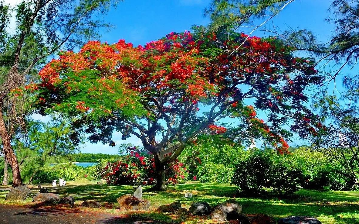 Nasiona Flamboyán Czerwony - Delonix Regia 25 sztuk