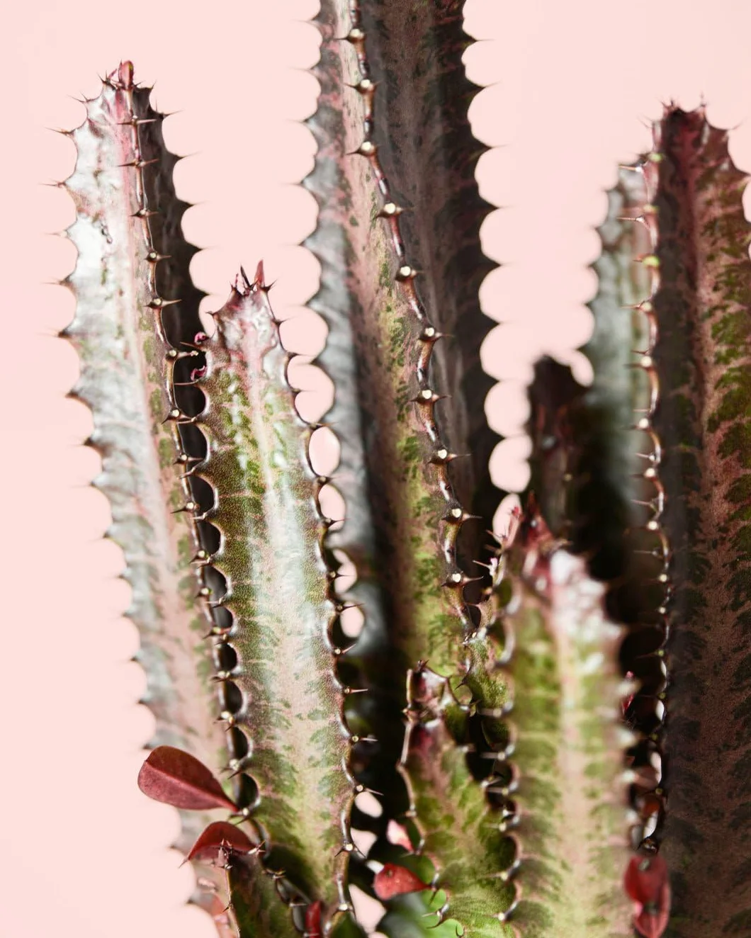 Euphorbia Trigona Rubra L Cactus Naturales Exterior