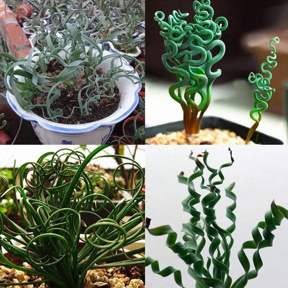 Semillas de bonsái 200 piezas plantas suculentas raras hierba primavera espiral