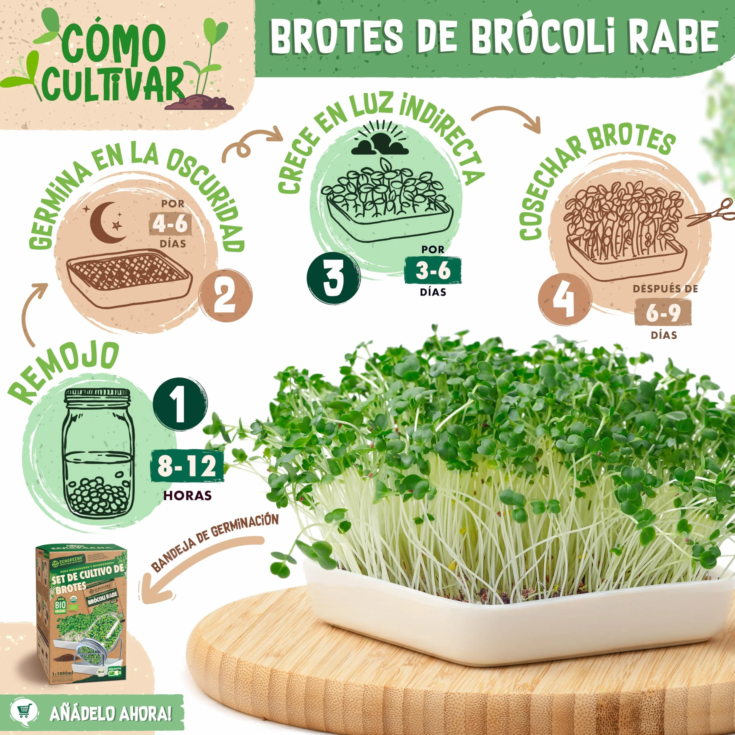 Semillas de brócoli ecológico ZenGreens® - Brotes de cime di rapa - Microgreens - 10g, 200g, 500g