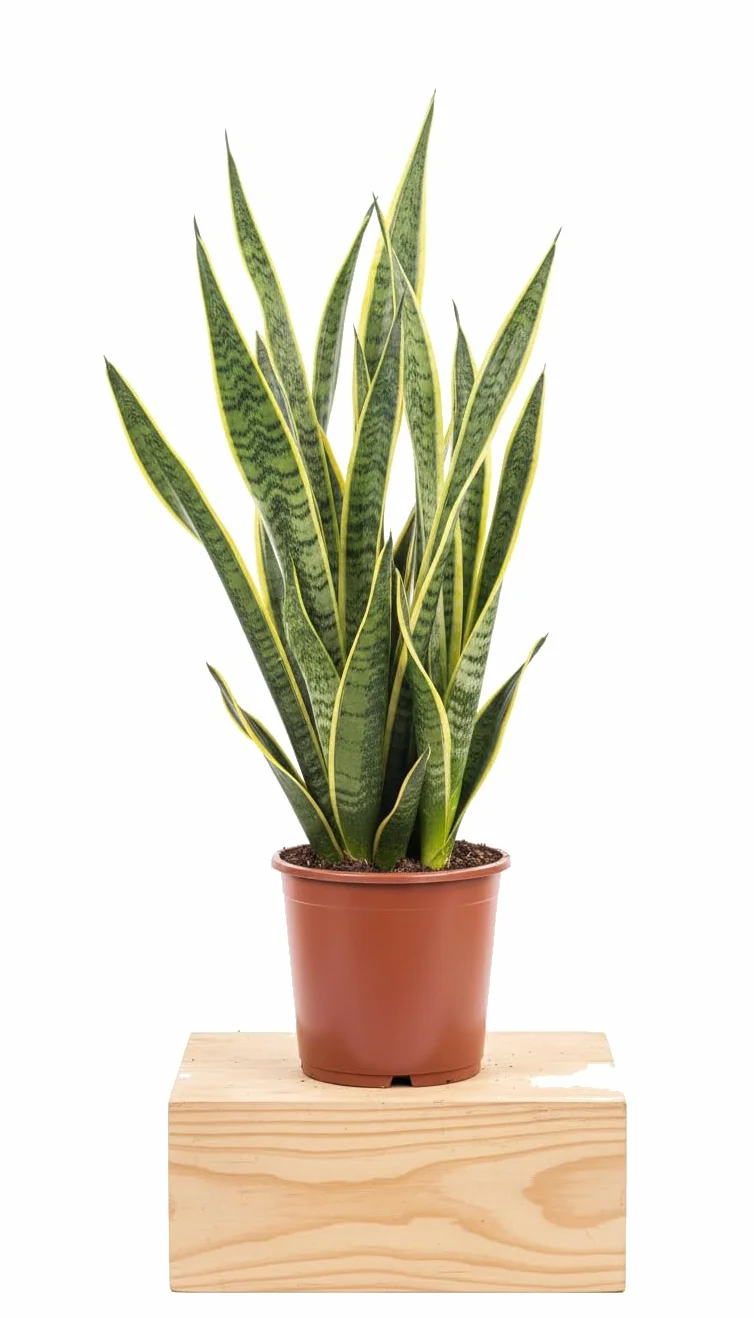 DECOALIVE Espada de San Jorge Sansevieria Trifasciata Laurentii Maceta de 17 Centímetros Planta Decorativa para Hogar y Negocio 50-55 cm