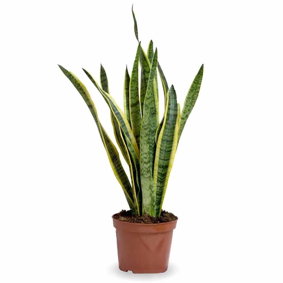 Sansevieria Planta natural interior maceta Ø17cm 50cm