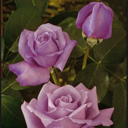 Rosal Premium Charles de Gaulle Perfumado