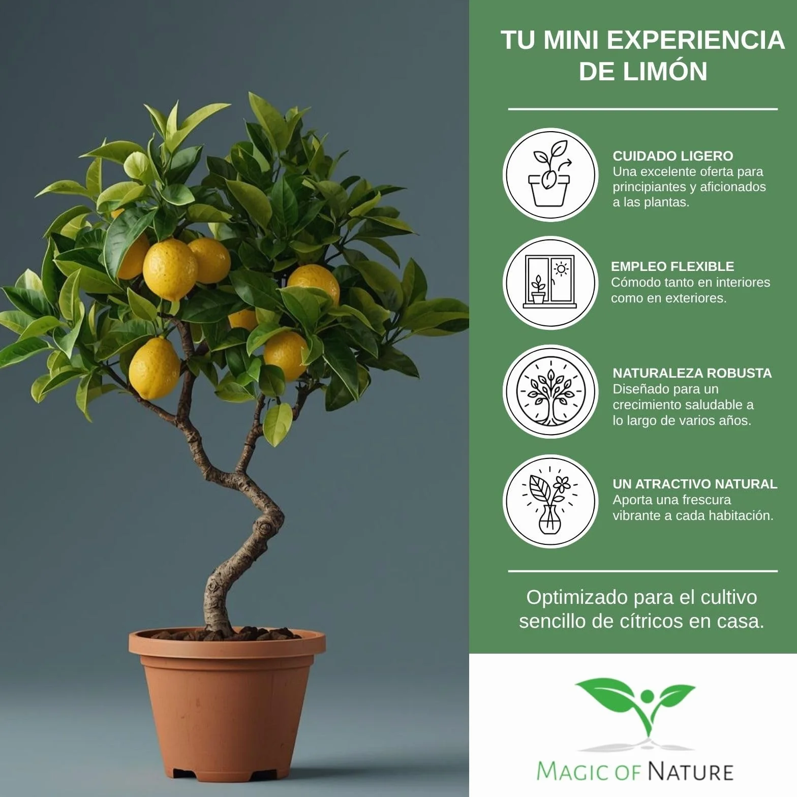 Semillas Limonero Mini 10 Uds Bonsái Planta Interior Perenne Maceta