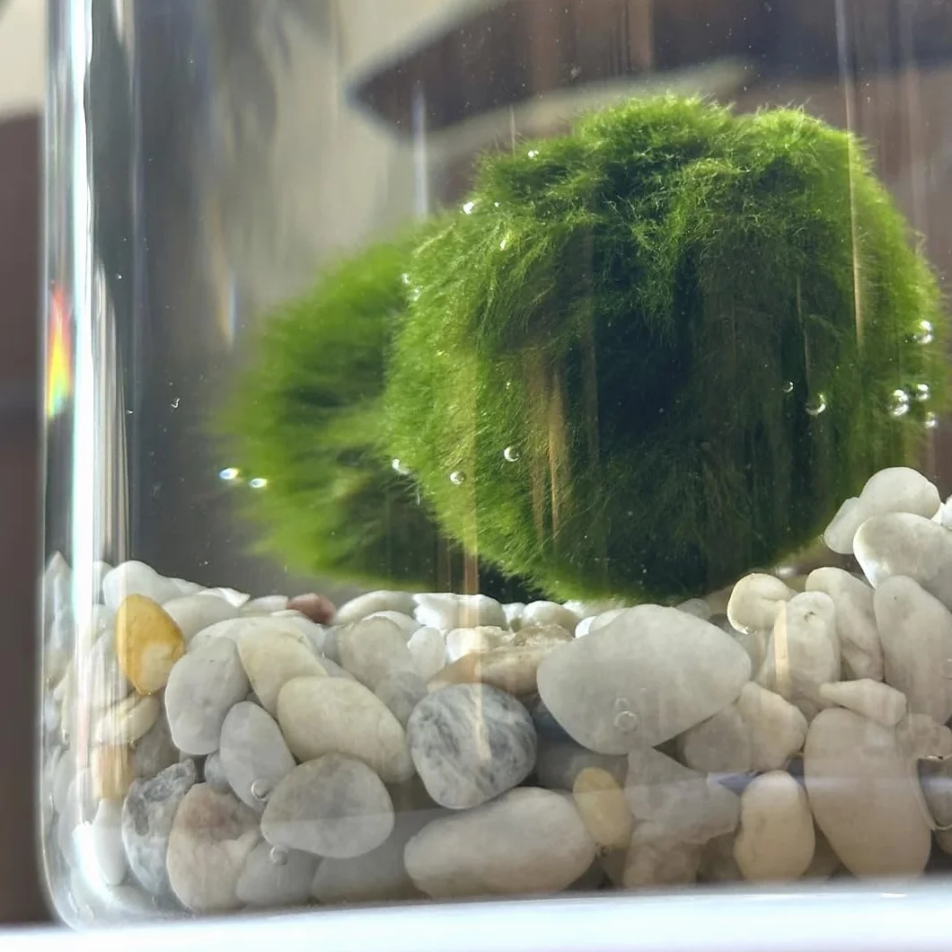 KAKI Marimo individual original tarro cristal tapón corcho ideograma artesanal fondo natural fabricado Italia