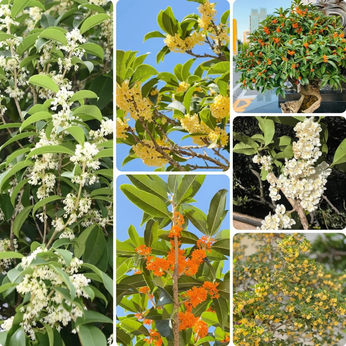 Osmanthus Fragrans semillas de jardín perenne resistente 45 piezas
