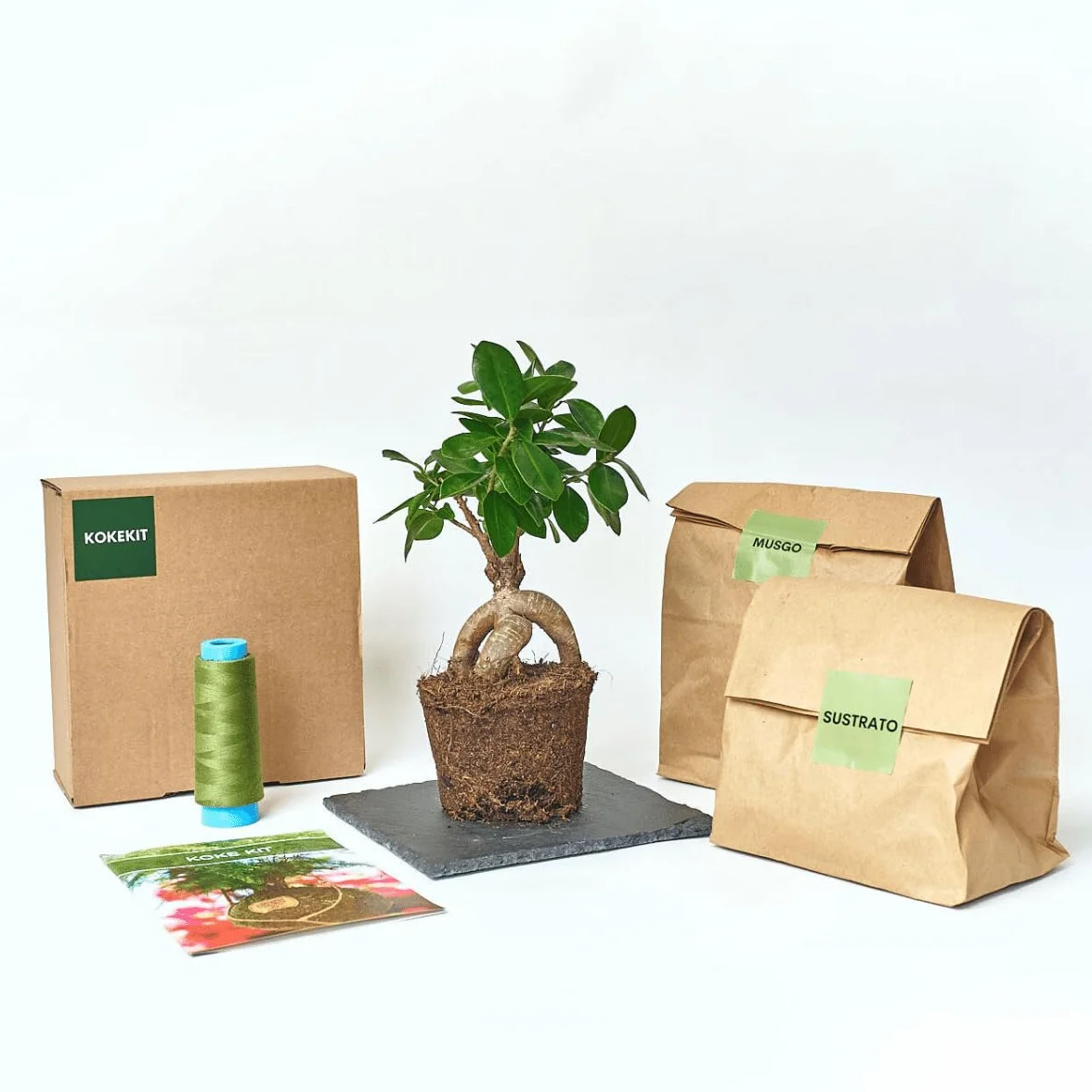 Kokedamas Lucciana Kit Ficus Ginseng Bola de Musgo Vivo Planta Natural Interior
