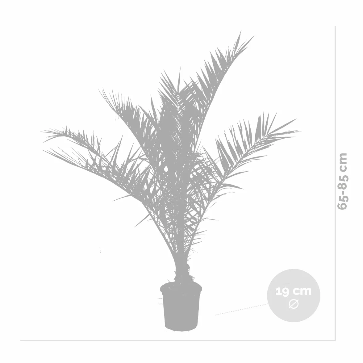 Bloomique Set de 2 Phoenix canariensis Palmera datilera canaria Altura 80-100 cm Maceta 19 cm