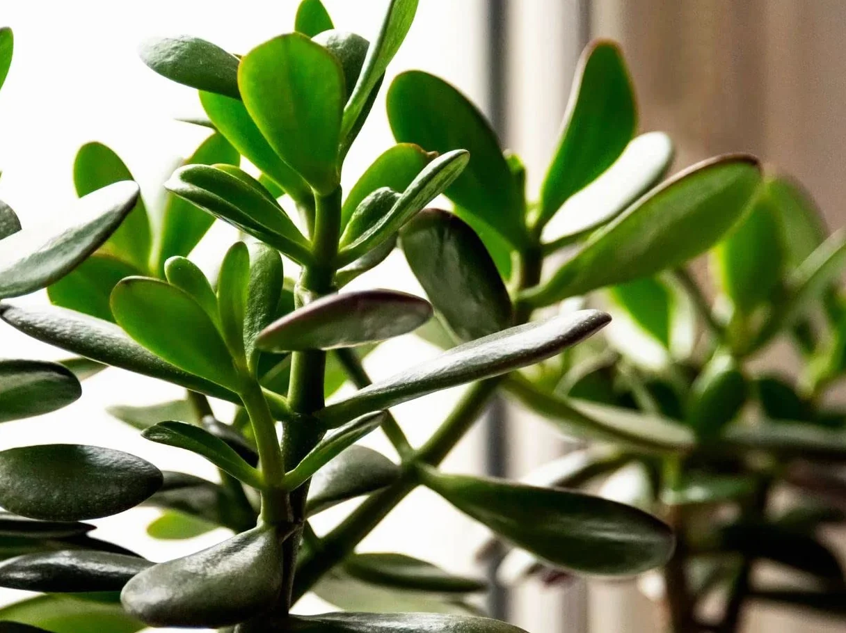Verdecora Árbol de Jade Planta suculenta natural interior Maceta Ø13cm PACK 2 UNIDADES